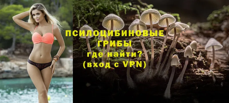 mega ссылка  Новоузенск  darknet как зайти  Псилоцибиновые грибы Magic Shrooms 